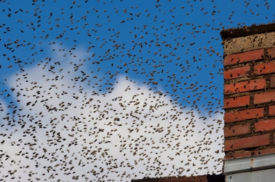 Ôtô đâm vào nhà ong, tài xế chết thảm